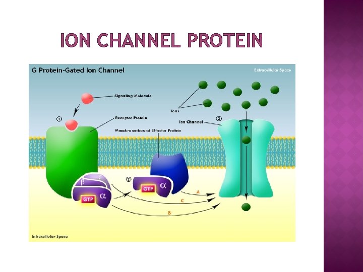 ION CHANNEL PROTEIN 