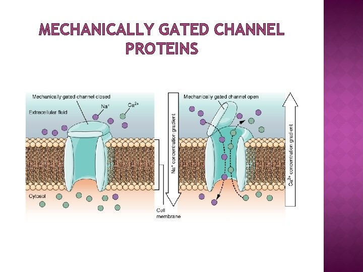 MECHANICALLY GATED CHANNEL PROTEINS 