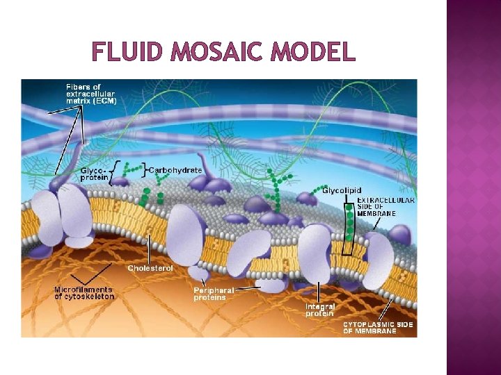 FLUID MOSAIC MODEL 