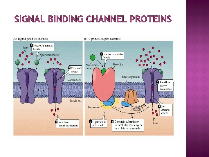 SIGNAL BINDING CHANNEL PROTEINS 