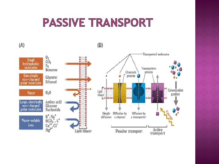 PASSIVE TRANSPORT 