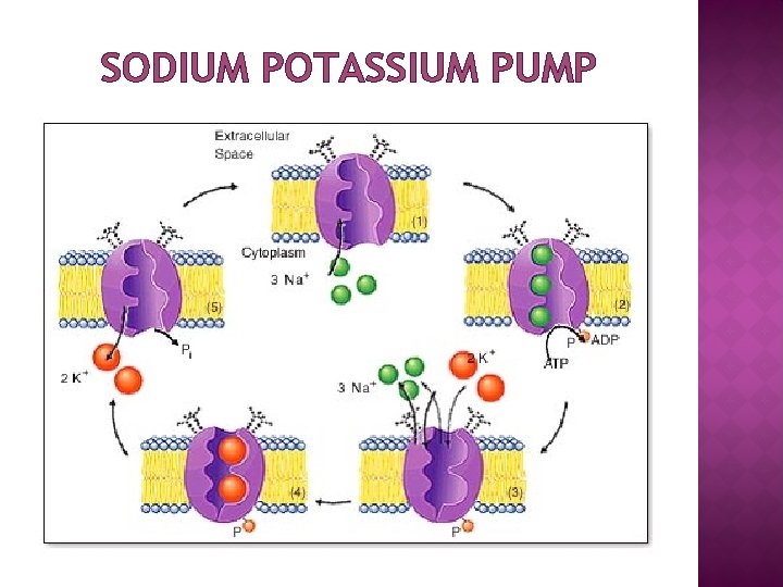 SODIUM POTASSIUM PUMP 