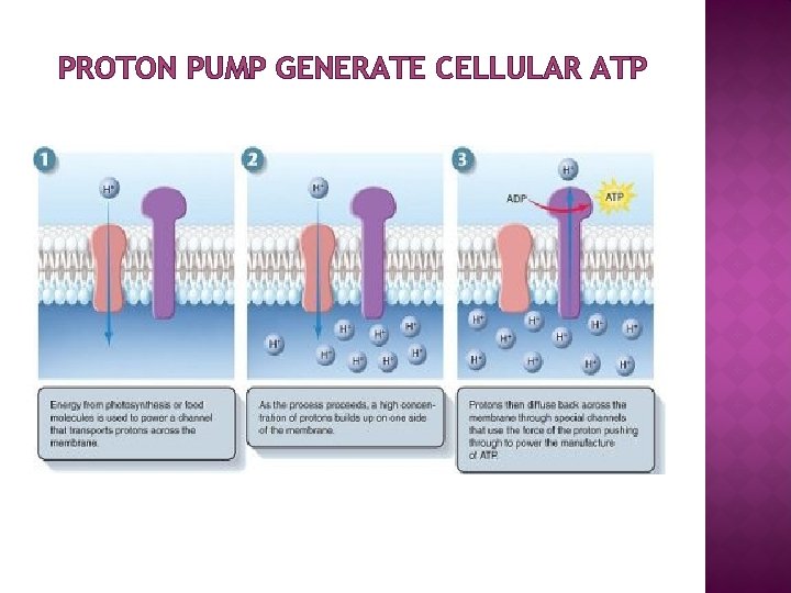 PROTON PUMP GENERATE CELLULAR ATP 