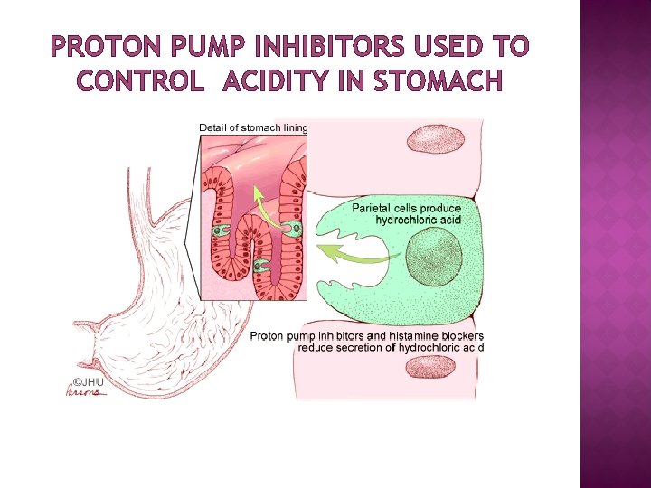 PROTON PUMP INHIBITORS USED TO CONTROL ACIDITY IN STOMACH 