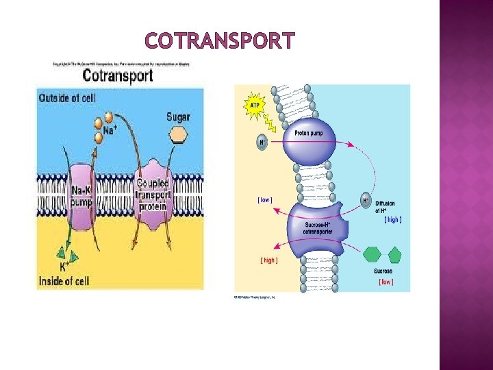 COTRANSPORT 