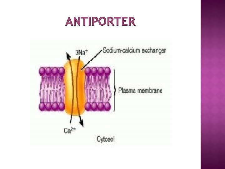 ANTIPORTER 
