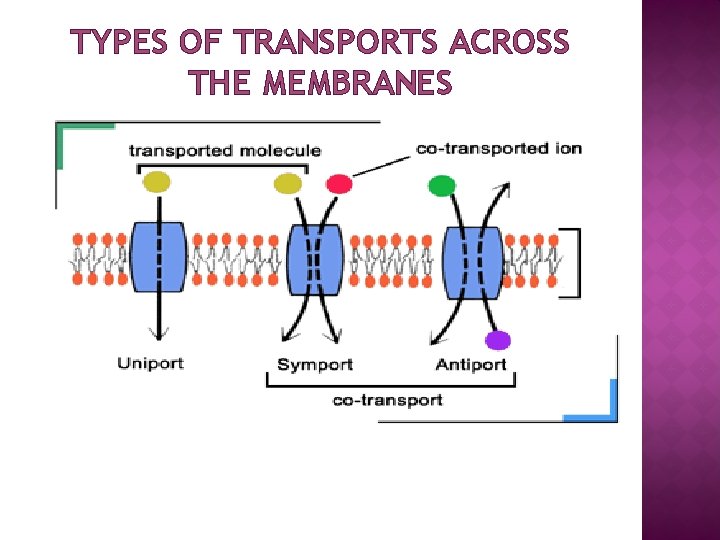 TYPES OF TRANSPORTS ACROSS THE MEMBRANES 