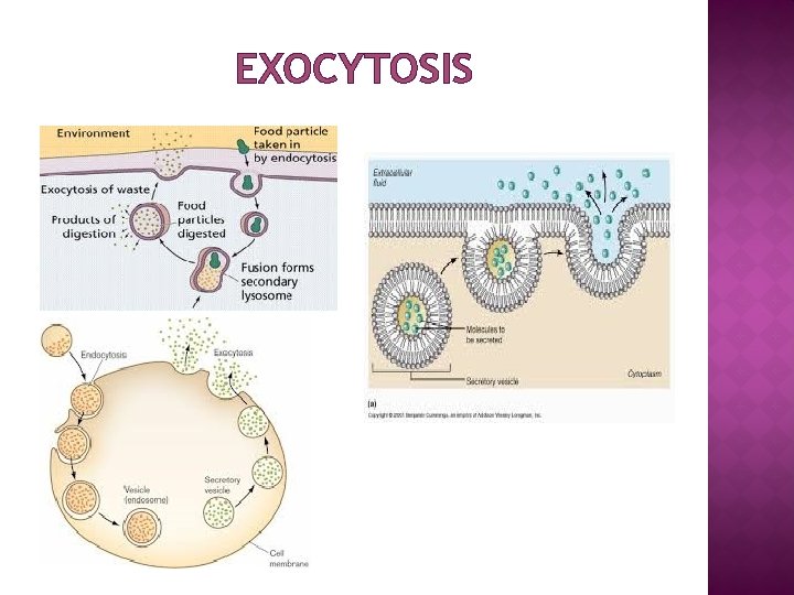 EXOCYTOSIS 