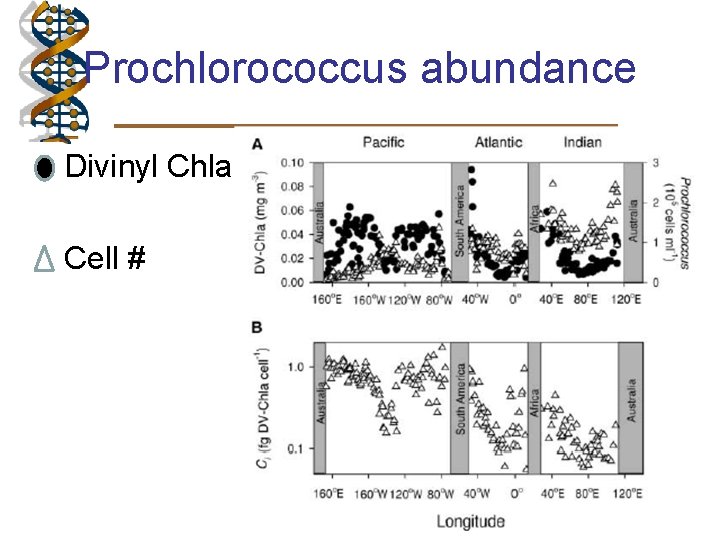 Prochlorococcus abundance • Divinyl Chla • Cell # 