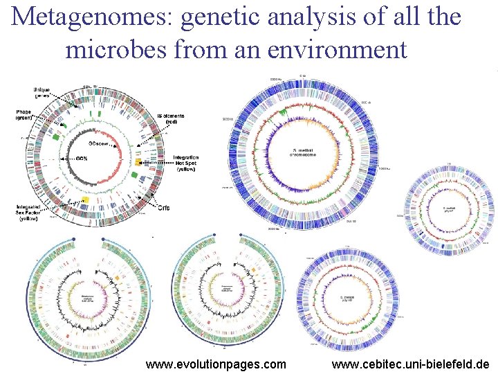 Metagenomes: genetic analysis of all the microbes from an environment www. evolutionpages. com www.