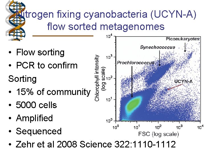 Nitrogen fixing cyanobacteria (UCYN-A) flow sorted metagenomes • Flow sorting • PCR to confirm