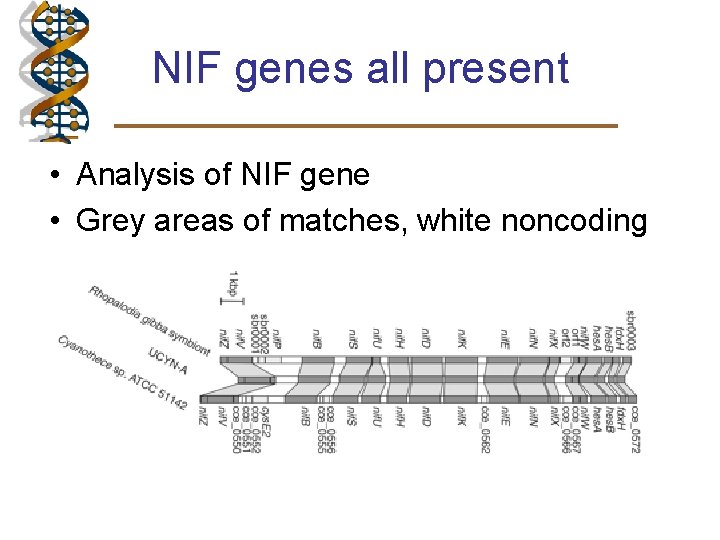 NIF genes all present • Analysis of NIF gene • Grey areas of matches,