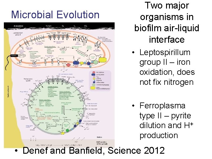 Microbial Evolution Two major organisms in biofilm air-liquid interface • Leptospirillum group II –