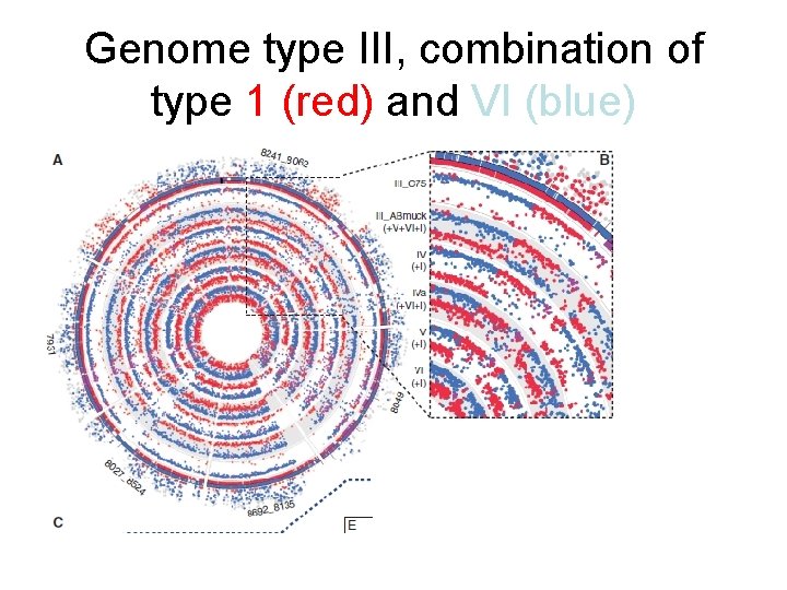 Genome type III, combination of type 1 (red) and VI (blue) 