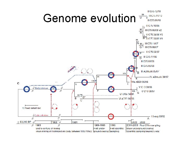 Genome evolution 