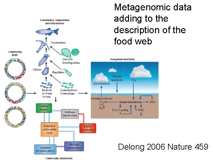 Metagenomic data adding to the description of the food web Delong 2006 Nature 459