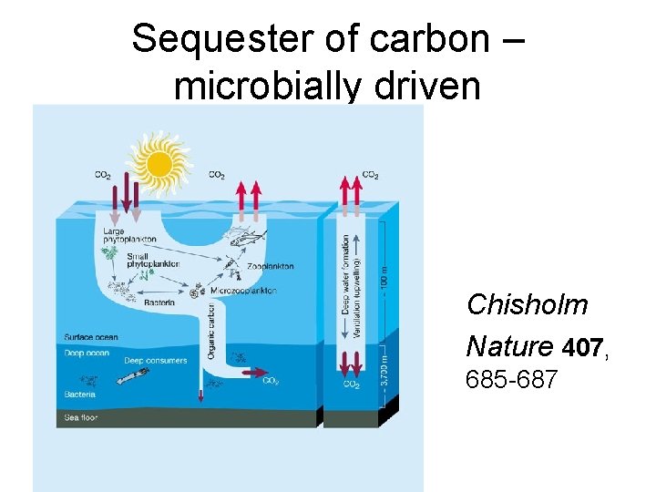 Sequester of carbon – microbially driven Chisholm Nature 407, 685 -687 