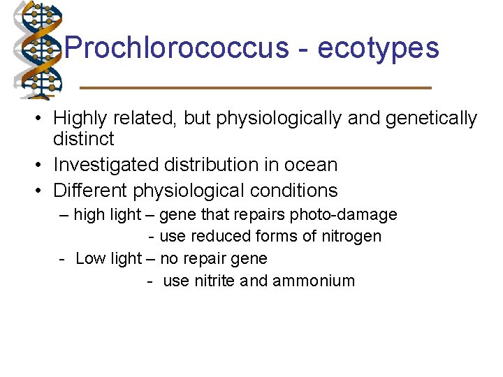 Prochlorococcus - ecotypes • Highly related, but physiologically and genetically distinct • Investigated distribution