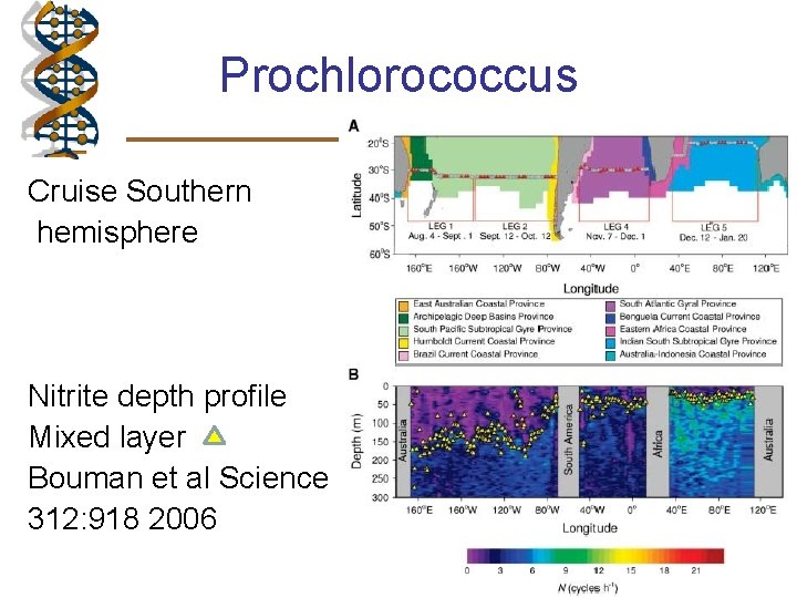 Prochlorococcus Cruise Southern hemisphere Nitrite depth profile Mixed layer Bouman et al Science 312: