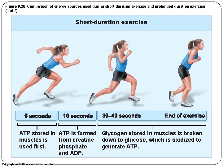 Figure 9. 20 Comparison of energy sources used during short-duration exercise and prolonged-duration exercise