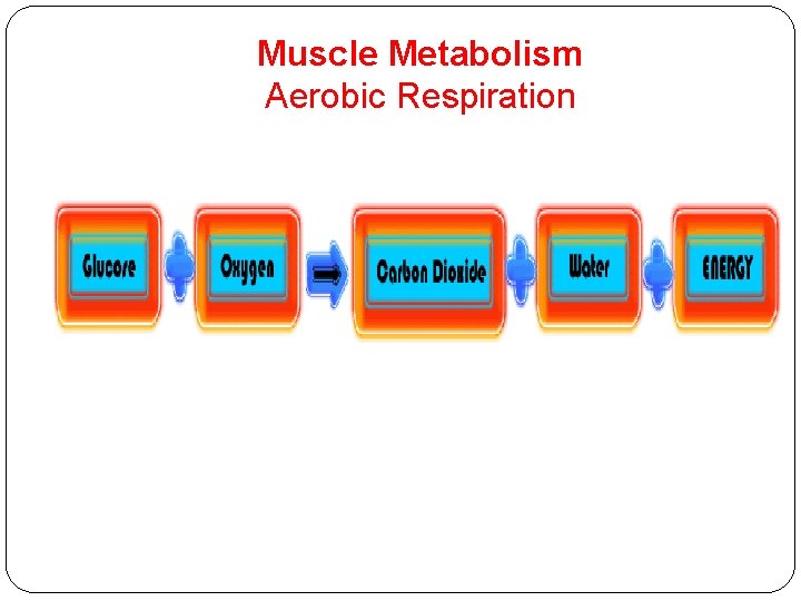 Muscle Metabolism Aerobic Respiration 