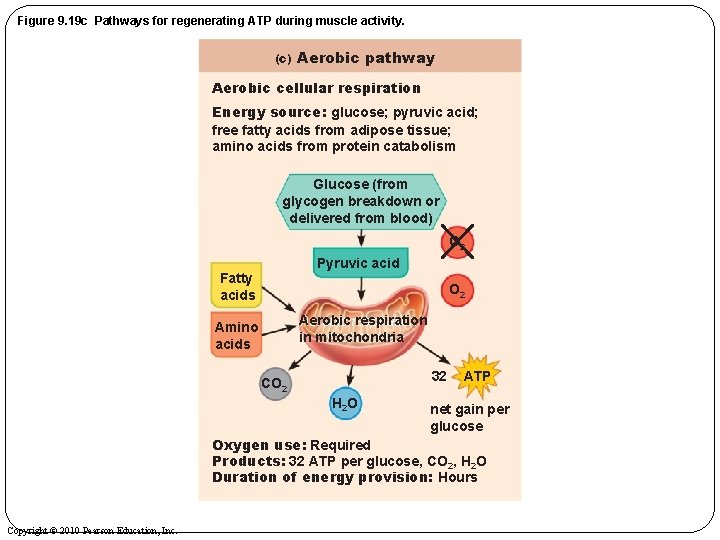 Figure 9. 19 c Pathways for regenerating ATP during muscle activity. (c) Aerobic pathway