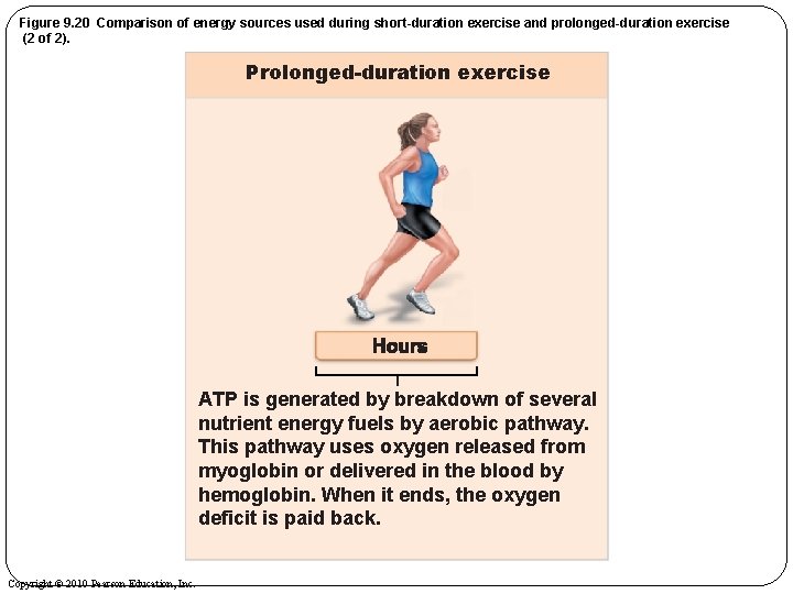 Figure 9. 20 Comparison of energy sources used during short-duration exercise and prolonged-duration exercise