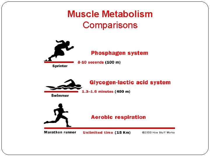 Muscle Metabolism Comparisons 