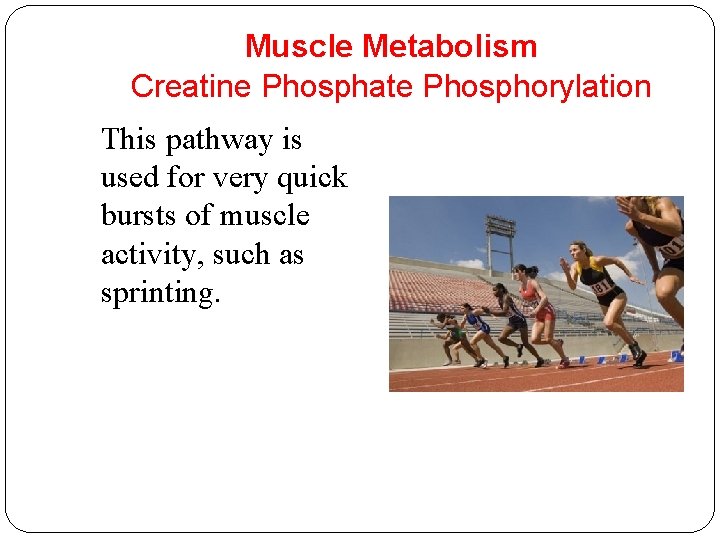 Muscle Metabolism Creatine Phosphate Phosphorylation This pathway is used for very quick bursts of