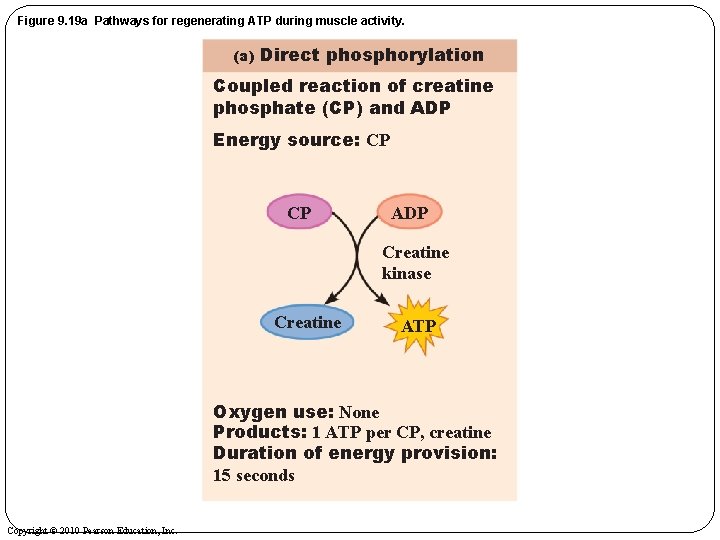 Figure 9. 19 a Pathways for regenerating ATP during muscle activity. (a) Direct phosphorylation