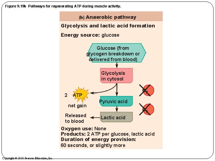 Figure 9. 19 b Pathways for regenerating ATP during muscle activity. (b) Anaerobic pathway