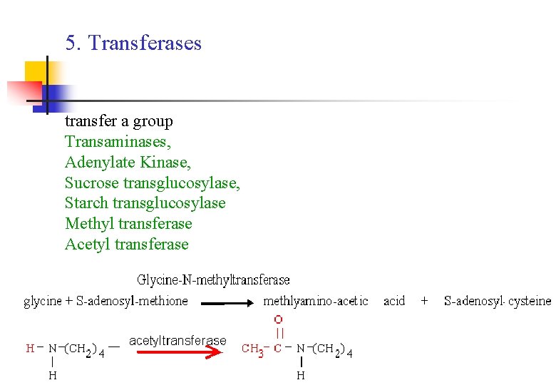 5. Transferases transfer a group Transaminases, Adenylate Kinase, Sucrose transglucosylase, Starch transglucosylase Methyl transferase