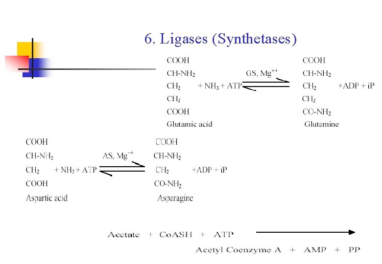 6. Ligases (Synthetases) 