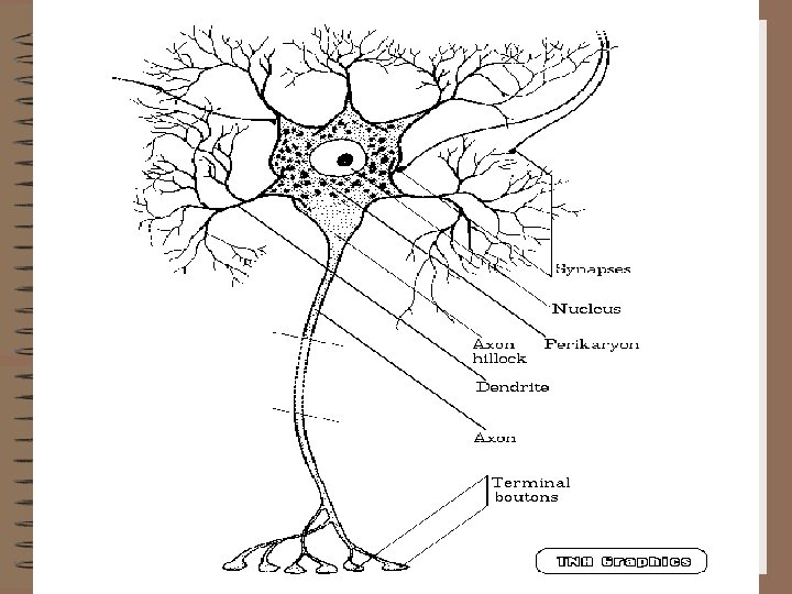 Neuron 