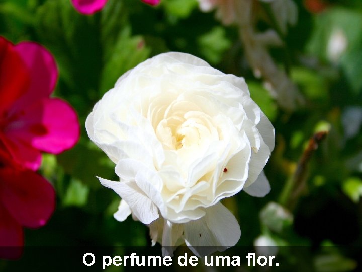 O perfume de uma flor. 