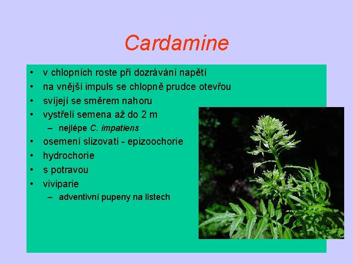 Cardamine • • v chlopních roste při dozrávání napětí na vnější impuls se chlopně