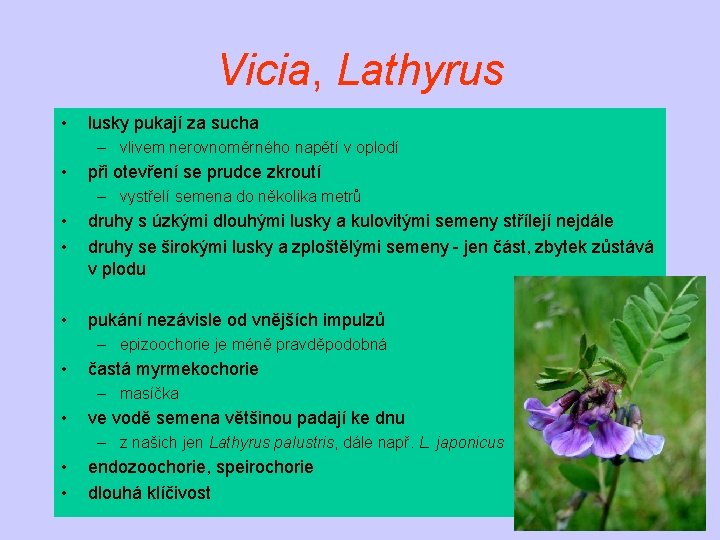 Vicia, Lathyrus • lusky pukají za sucha – vlivem nerovnoměrného napětí v oplodí •