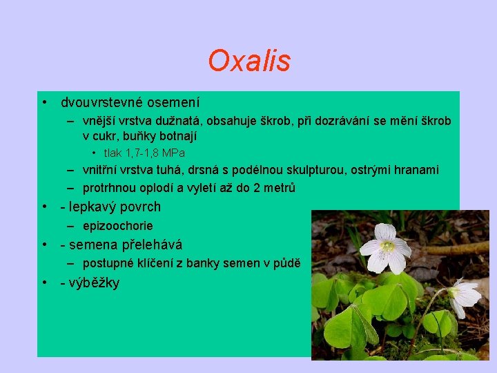 Oxalis • dvouvrstevné osemení – vnější vrstva dužnatá, obsahuje škrob, při dozrávání se mění