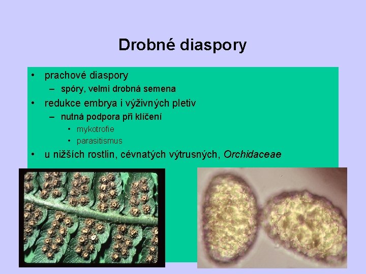 Drobné diaspory • prachové diaspory – spóry, velmi drobná semena • redukce embrya i