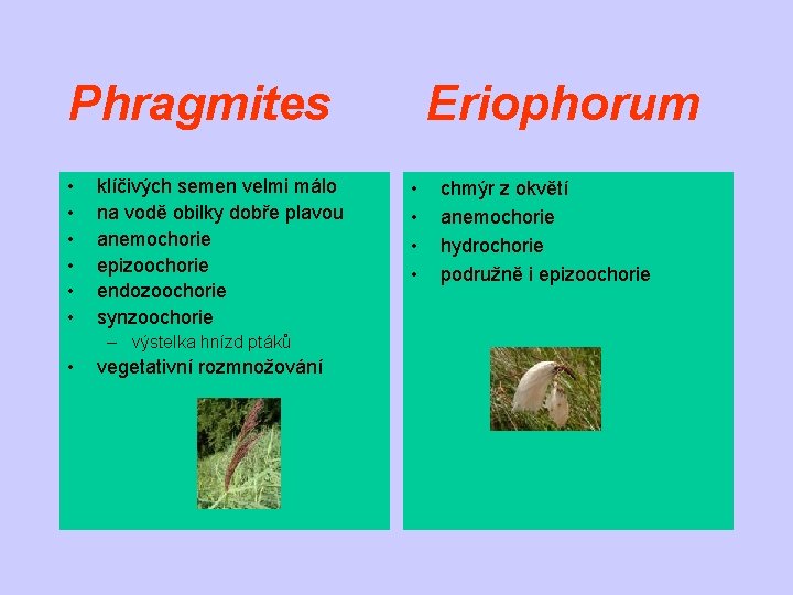 Phragmites • • • klíčivých semen velmi málo na vodě obilky dobře plavou anemochorie