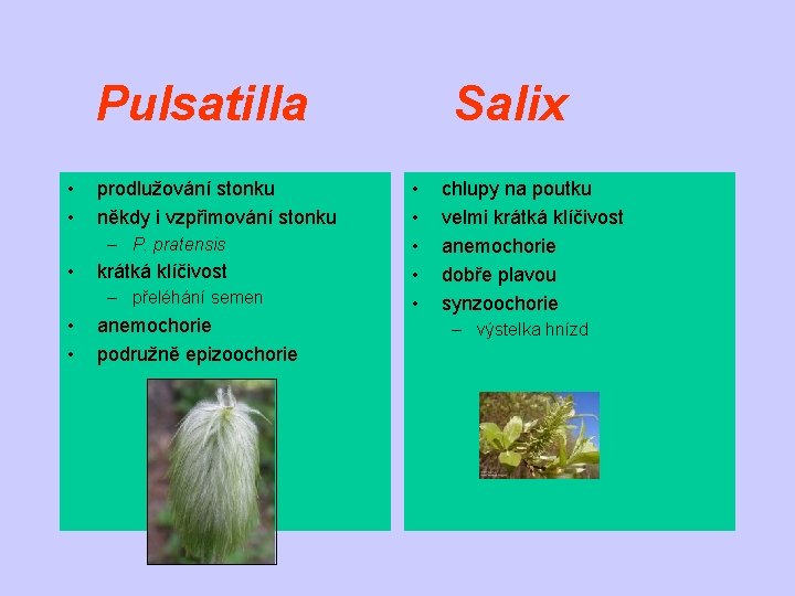 Pulsatilla • • prodlužování stonku někdy i vzpřimování stonku – P. pratensis • krátká
