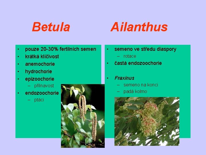 Betula • • • pouze 20 -30% fertilních semen krátká klíčivost anemochorie hydrochorie epizoochorie