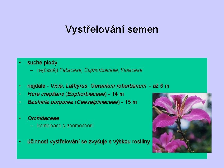 Vystřelování semen • suché plody – nejčastěji Fabaceae, Euphorbiaceae, Violaceae • • • nejdále