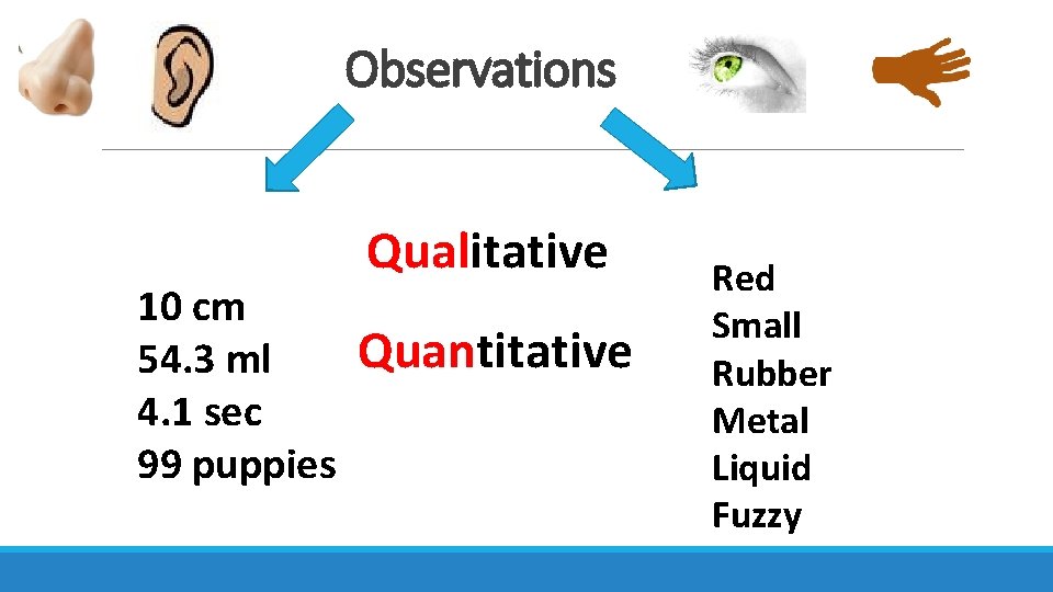 Observations 10 cm 54. 3 ml 4. 1 sec 99 puppies Qualitative Quantitative Red