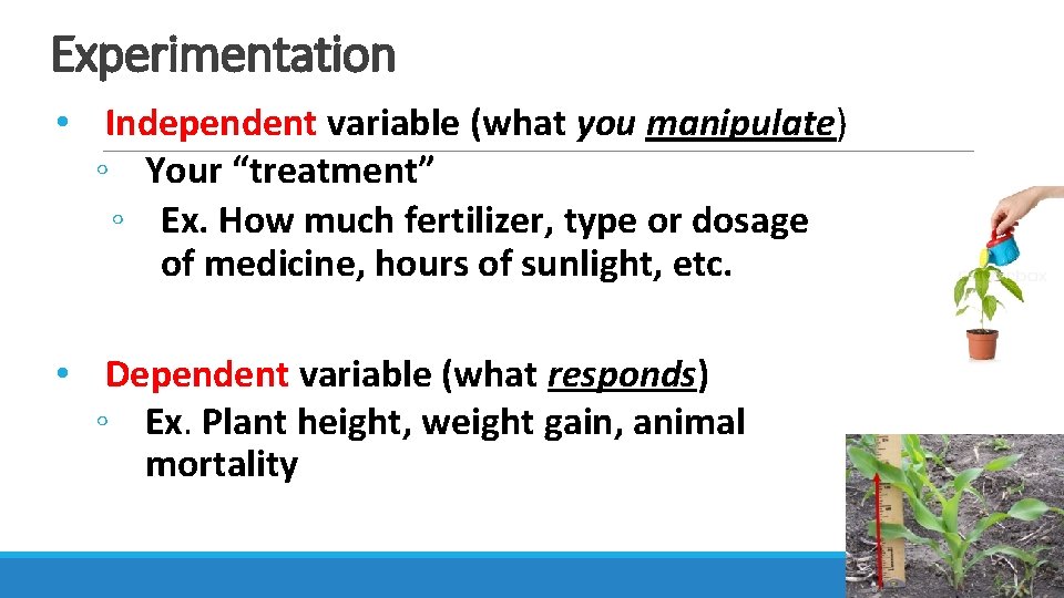 Experimentation • Independent variable (what you manipulate) ◦ Your “treatment” ◦ Ex. How much