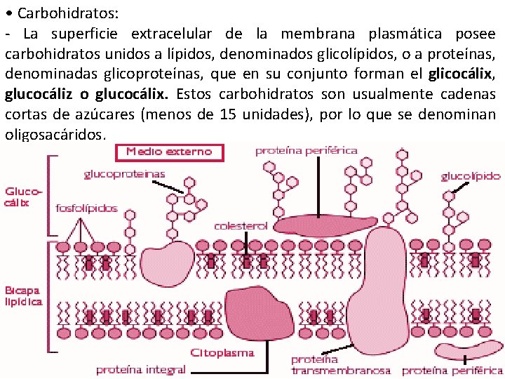  • Carbohidratos: - La superficie extracelular de la membrana plasmática posee carbohidratos unidos
