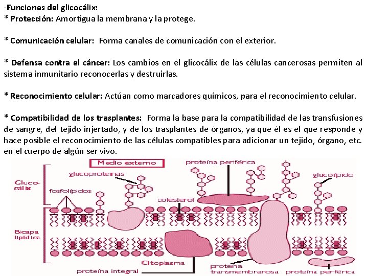 -Funciones del glicocálix: * Protección: Amortigua la membrana y la protege. * Comunicación celular: