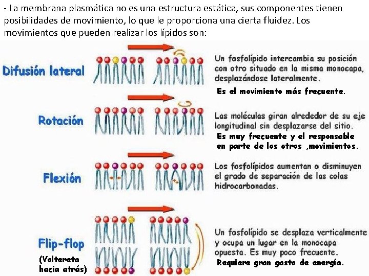 - La membrana plasmática no es una estructura estática, sus componentes tienen posibilidades de