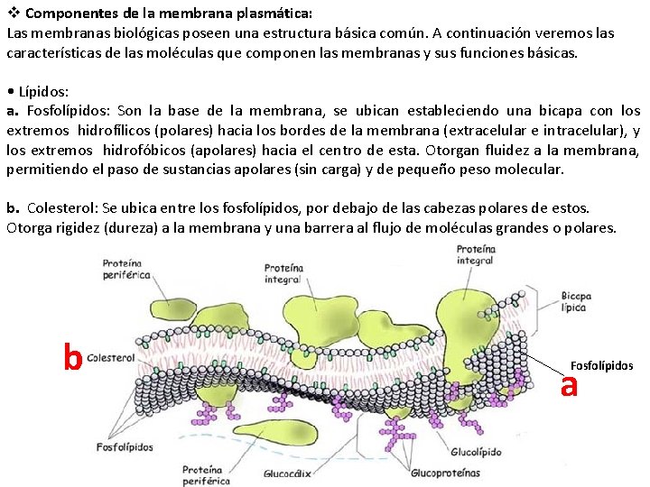 v Componentes de la membrana plasmática: Las membranas biológicas poseen una estructura básica común.