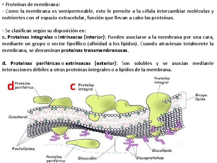  • Proteínas de membrana: - Como la membrana es semipermeable, esto le permite